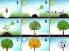Алгоритм роста яблони » Оформление детского сада, все для детского сада, ...
