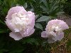 бело-розовые пионы