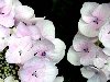 Бело-розовые цветки гортензии