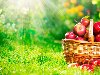 Обои картинки фото яблоки, корзина, фрукты, красные, трава на рабочий стол ...