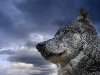 Недавно в Херсонской области были замечены большие стаи волков.