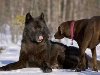 В схватке даже большие собаки часто проигрывают, так как у волков такого же ...