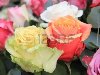 Смешанный букет роз, большие розы в яркие цвета Фото со стока - 13008654