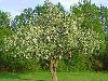 Яблоня – самое распространённое дерево в нашей стране, она является красой и ...