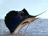 Рыба-парусник – это морская рыба, плавающая быстрее всех рыб в мире.