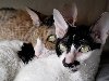 Две кошки корниш-рекс, автор фото: Anna-Stina Takala
