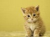 Котенок, животные, котята, кошки 1280х1024. Ключевые слова (тэги): животные ...