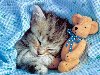 Котёнок под одеялом с плюшевым мишкой, обои для рабочего стола, животные, ...