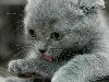 Серые кошки - фотографии котов и котят пород серого цвета