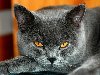 Фото серых кошек