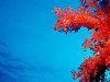 Берега Австралии покрыли красные водоросли