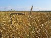 ... выделяются пшеницы твёрдые. Они в 2—3 раза бывают длиннее колоса.