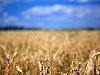 Русское поле пшеницы