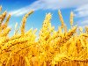 поле пшеницы фото - Самое интересное в блогах