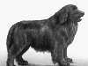 ... Ньюфаундленд (порода собак), известный более под названием «водолаз».