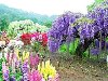 Сад сказочных цветов Кавати Фудзи. Неподалёку от Токио находится удивительно ...