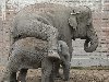 На конце хобота африканского слона два пальцеобразных выроста, ...
