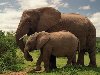 У слонов очень хорошая память. Они помнят людей, которые с ними хорошо или ...