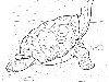 Раскраска Черепаха. Раскраска Рисунок черепахи для детей, картинка черепахи ...