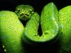 Десятка самых красивых змей планеты - 13 фото