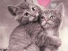 http:// Анимация Кошки, котята, картинки Кошки, котята бесплатно