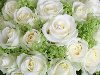 Белые розы в саду особенно отличаются от остальных цветов, ведь белый цвет ...
