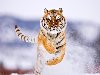 Красивые тигры (9 фото). Автор: illuZion | 9 февраля 2009 | Просмотров: ...