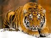 Знаете ли вы, что тигры во всём мире признаны одними из самых красивых в ...