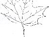 Листья деревьев / Раскраски / SolNet.EE - детский сайт Солнышко
