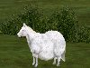 Часто вижу картинки из игры The Sims2 с лошадьми!