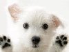 Широкоформатные обои Очень милая собачка, Белая собачка с поднятыми лапками