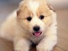 Милая собачка обои, фото Бело-рыжий пушистый щенок картинки