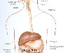 Пищеварительная система состоит из желудочно-кишечного тракта и связанных с ...