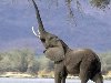 В странах Азии и Африки слон как эмблема играет ту же роль, что и орел или ...