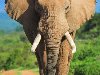 Оба вида слонов принадлежат к порядку Хоботные (Proboscidea), это название ...