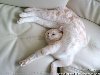 фото белый кот спит в акробатической позе - спящие коты картинки