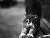 черно-белые картинки, кошки