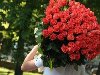 Шикарные и красивые букеты из свежих голландских или российских роз от ...