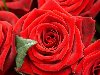Широкоформатные обои Шикарные розы, Шикарные красные розы