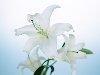 Белые лилии Лилия — особенный цветок, который либо любят, либо не любят.