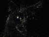 Морда чёрного кота во весь экран, размер: 1600x1200 пикселей