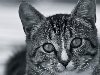 Широкоформатные обои Полосатый кот, Морда полосатого кота в черно-белом ...