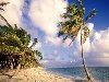 Картинка, Дикий пляж, море, пальми, небо - шпалери на робочий стіл,