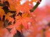 Скачать обои Осенние листья дерева 1680x1050. Фото, заставки, картинки на ...