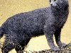 ... названная монахами горой Серых кошек. img131 (679x699, 88Kb)