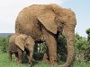 Заселение Австралии слонами и носорогами поможет справиться с лесными ...