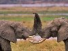 В заповедниках Африки туристы любят наблюдать за жизнью слонов в дикой ...