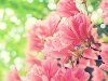 Фото Красивые розовые цветы