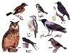 Приложение 2) дан список и рисунки птиц, из которого надо выбрать названия ...