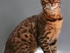 Кошка бенгальская Ареал вида охватывает южную часть Азии. Иное название ...